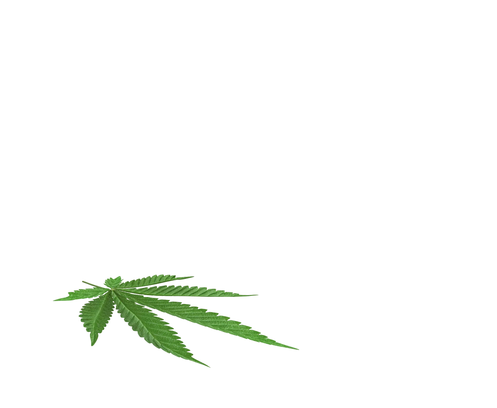 - OLLA BOTANICALS|CBD