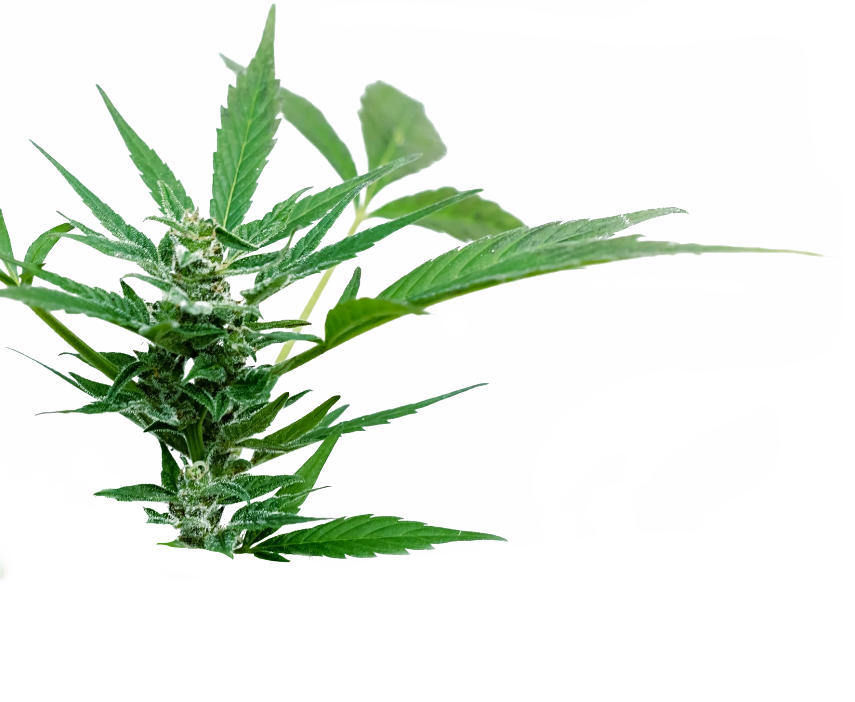 - OLLA BOTANICALS|CBD