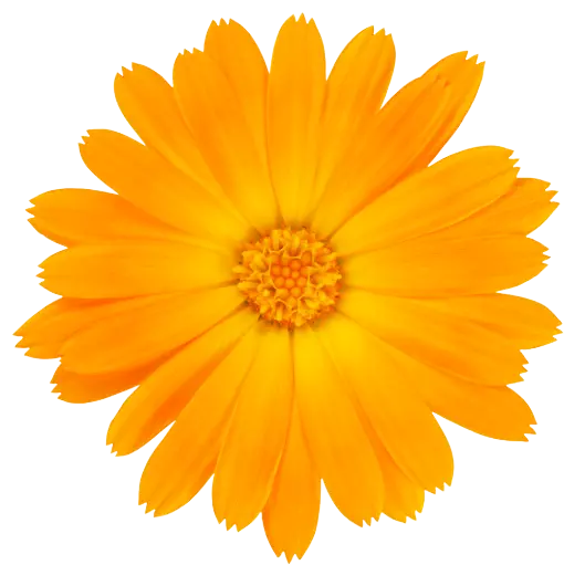 - OLLA BOTANICALS|CBD