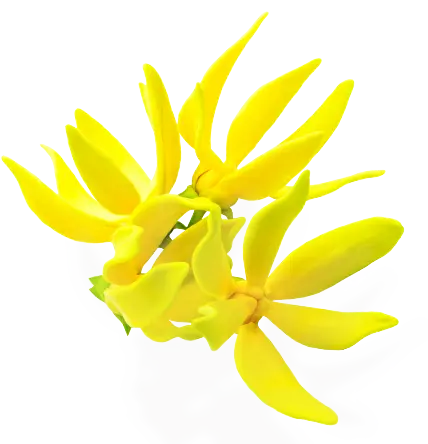 - OLLA BOTANICALS|CBD